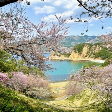 私の好きな春の西伊豆♡