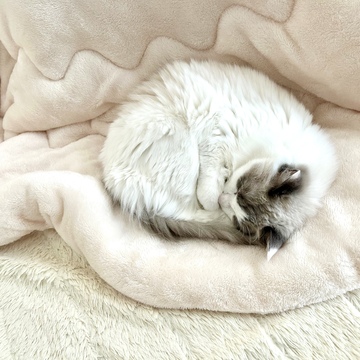 おこた始めました