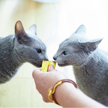 【あの人の溺愛ねこ図鑑 第18回】uka代表、ネイリスト渡邉季穂さんの愛猫・ボーテとPJW