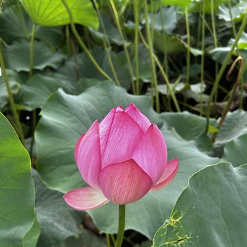 今年も朝のハスの花を見てきました✨　