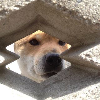 犬といえば「ジョン」、だった頃。