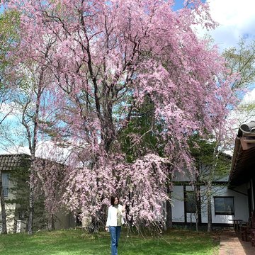 GWは桜と雪と温泉比べの群馬の旅へ。