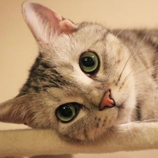 じっとり、みつめる