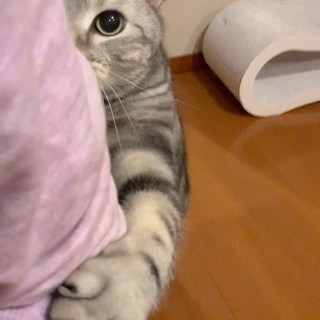 リモートワークと猫