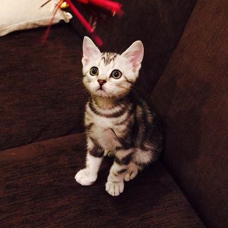 ベビーアラン、初めて見るおもちゃにキョトン