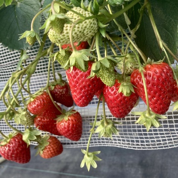 いちごの季節到来！千葉県南房総で紅ほっぺと章姫を思いゆくまま