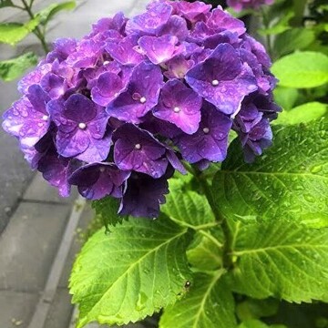 新緑の季節に　グリーンのお着物♪