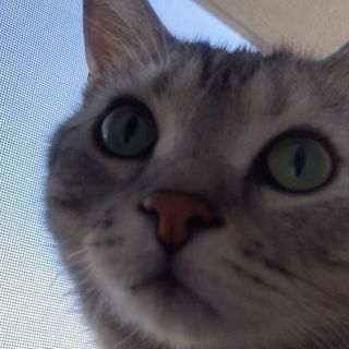 もふもふ！アランはニャルソック中！