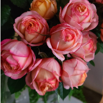 春がやって来た