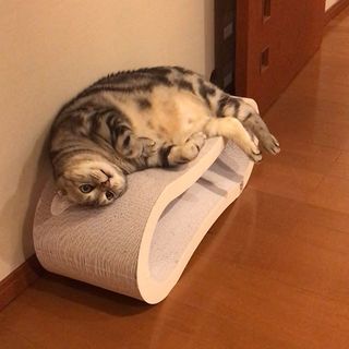 暑いから、だら〜ん