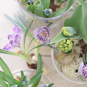 ハルマチハナヤで春を感じて来ました♪