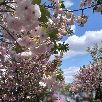 ホテルランチと桜のさんぽ道