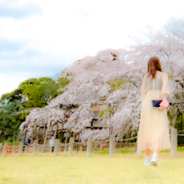 【さかぽんの冒険】前編☆もえぎ色の京都旅@上賀茂神社