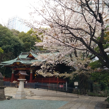 渋谷駅近くの｢知る人ぞ知る桜の名所｣へ