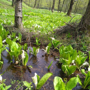 目にも鮮やかな水芭蕉の群生地・刺巻湿原。