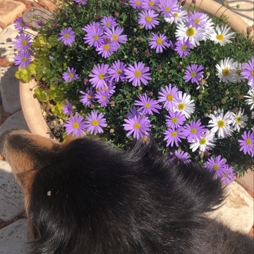 我が家の『おうちで楽しむグリーン』