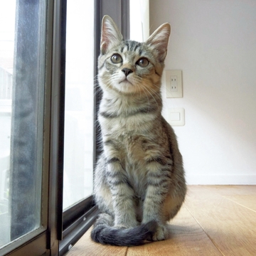 【あの人の溺愛ねこ図鑑 第22回】武井正樹さん、実子さんの愛猫、雷