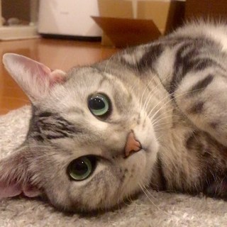 もふもふという癒し