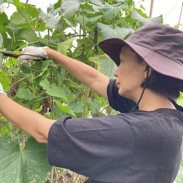 家庭菜園で採れた朝採りきゅうりでキューちゃん作りに挑戦。