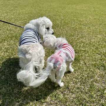 新しい家族を迎えました♪