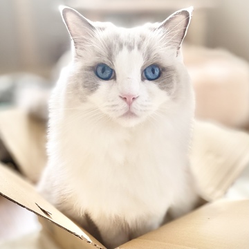 かっこよく箱に入るひとたち