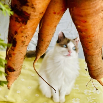 夏の収穫体験イベント🫛🥕🌽🥔