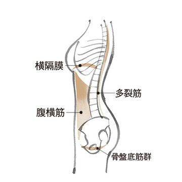 アラフィーの便秘、尿もれ、おなかぽっこりは「骨盤底筋群のケア」で解消！