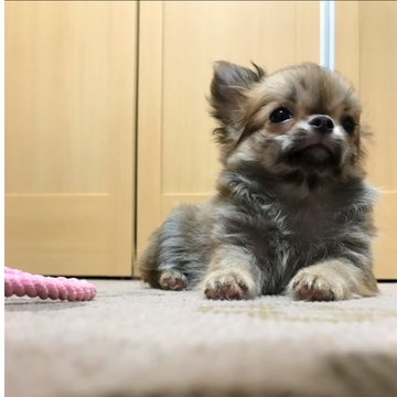 可愛いあの仔がやって来た！