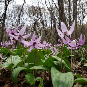 万葉自然公園　かたくりの里