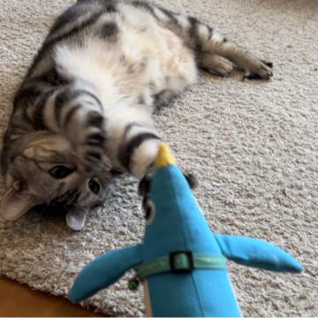 かむ！蹴る！投げ飛ばす！戦って2021年の厄祓いにゃ！