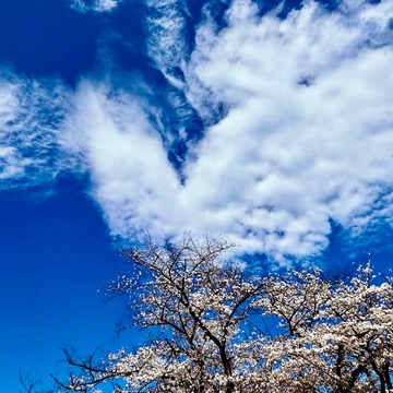 2025年のお花見は代々木公園へ