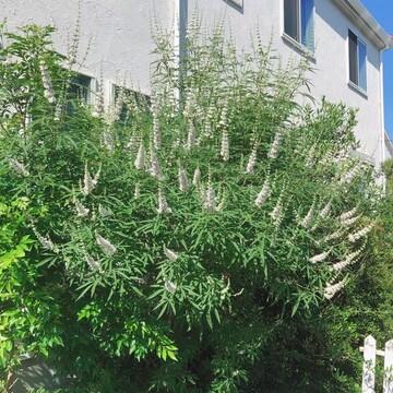 夏の庭。今年も咲き始めました！
