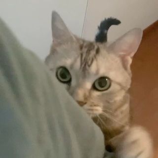 ママ！　勤務時間はもう終わりにゃ!