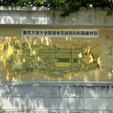 新緑の小石川植物園へ