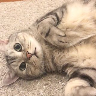 【動画】アランの中の人⁉︎