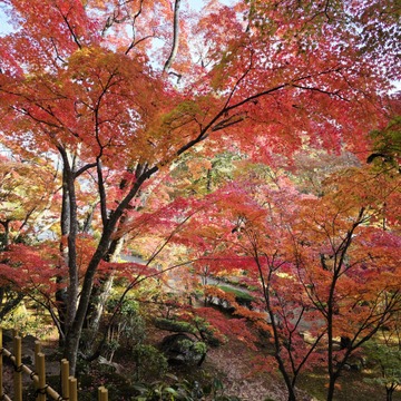 秋の紅葉とランチ