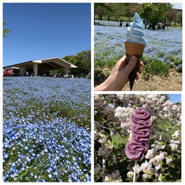 都内23区で最大規模♪ネモフィラブルーを見て来ました。