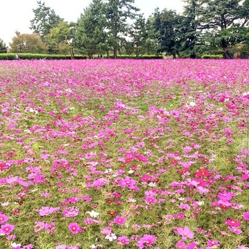 満開のコスモス畑〜私流、お花の撮り方ポイント〜