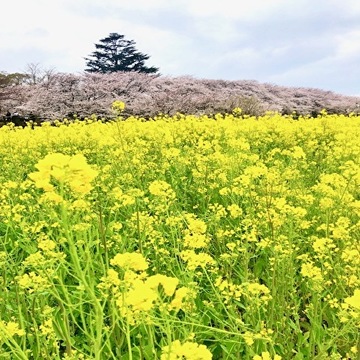 さて、今年のお花見はどちらに