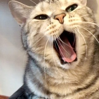 今週もお疲れ様にゃん