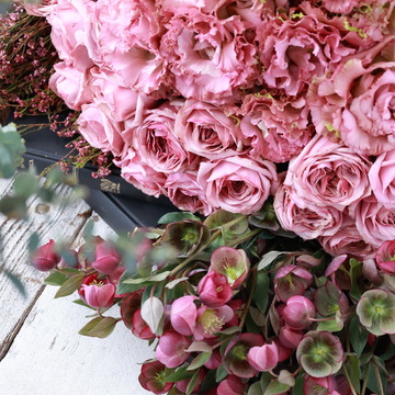 クリスマスローズの開花時期【La Rose de Noël】