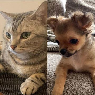 かわいすぎる愛犬＆愛猫 photo gallery