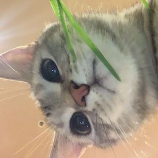 ベジタリアン猫？