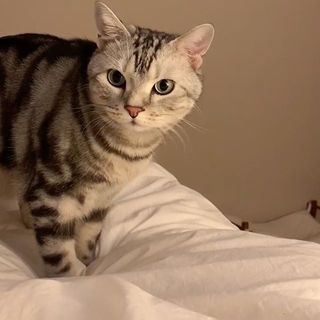 ママ、起きて〜！　一緒に来てにゃ〜