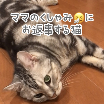 ママのくしゃみにかわいくお返事する猫【編集長キャット　アラン】