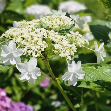 紫陽花とカフェ