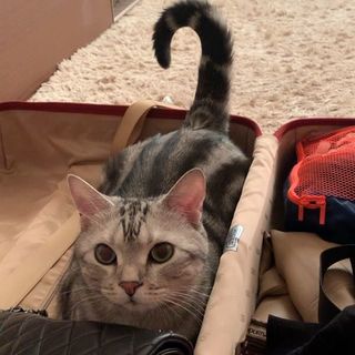 出張について行く気、まんまん！