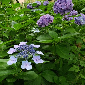 紫陽花が楽しめる狛雉子？のいる神社