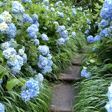 明月院の紫陽花   鎌倉あじさい巡り①
