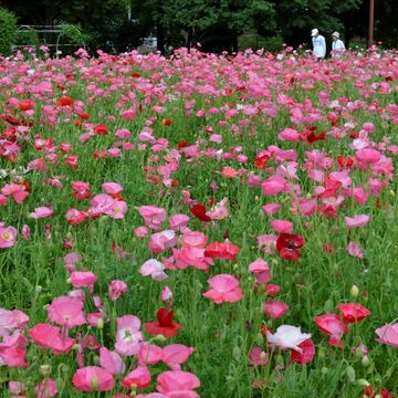 がん告知後、私を救ったのは「花」だった【乳がん回想録3】